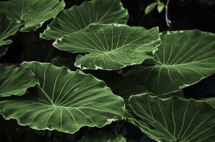 The Gentle Whisper of Nature: Why Our Bamboo Toilet Paper is Septic Safe